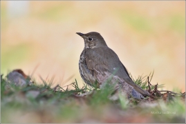 <p>DROZD ZPĚVNÝ (Turdus philomelos) /Song thrush - Singdrossel/</p>